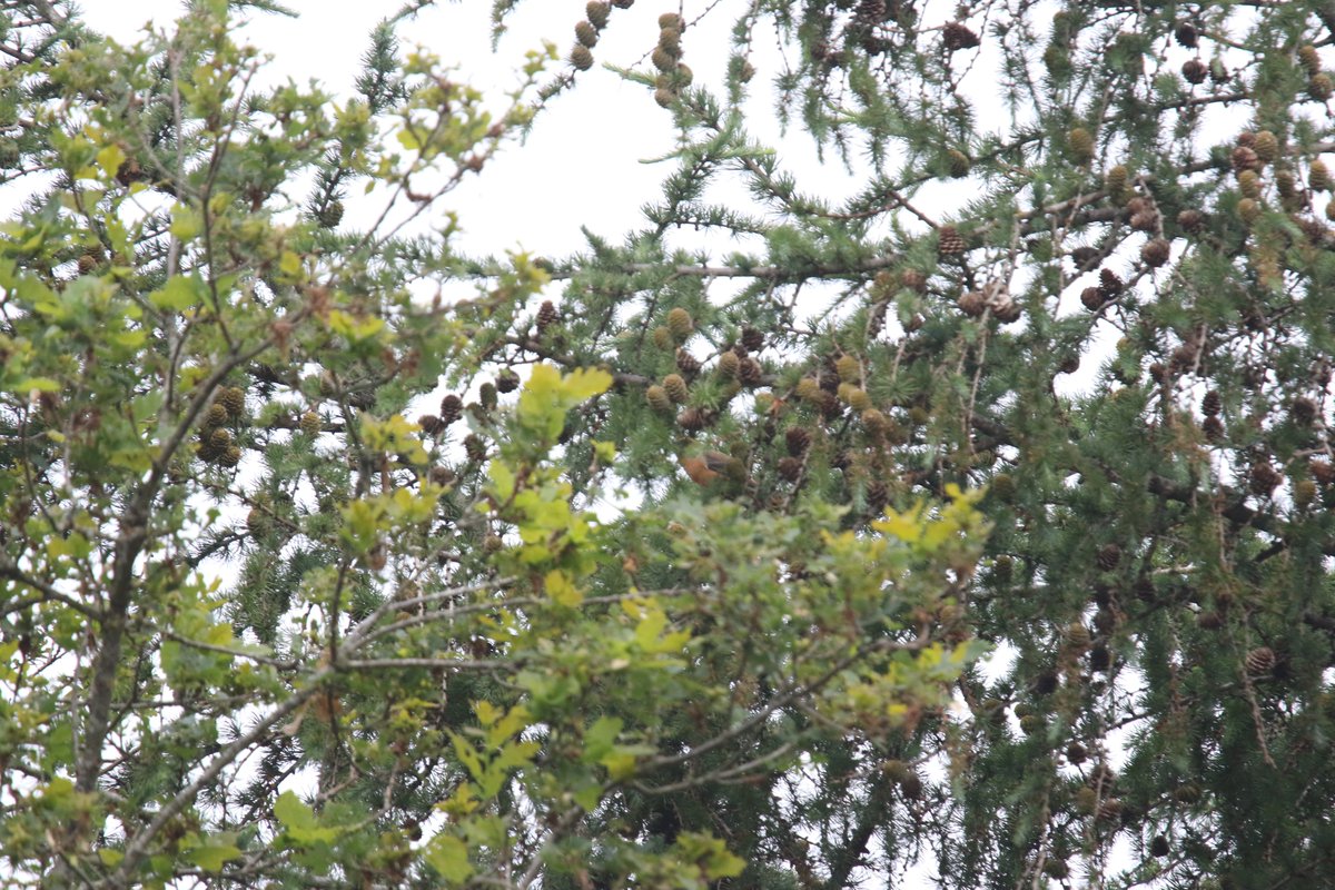 Usually, when I'm guiding in London, it involves showing a client fairly common birds. Which is fine, but it was great to jam into three Crossbills at Richmond Park this morning at the entrance to the Isabella Plantation. 1 m, 1 f and 1 juv, but only the juv showed well ...