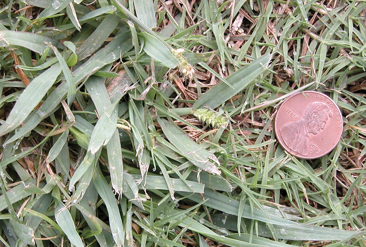 Barnyardgrass in a bermudagrass home lawn. Learn more about indicator weeds in Pennsylvania Turfgrass Council magazine &gt; theturfzone.com/ptc/?ascat=72&…