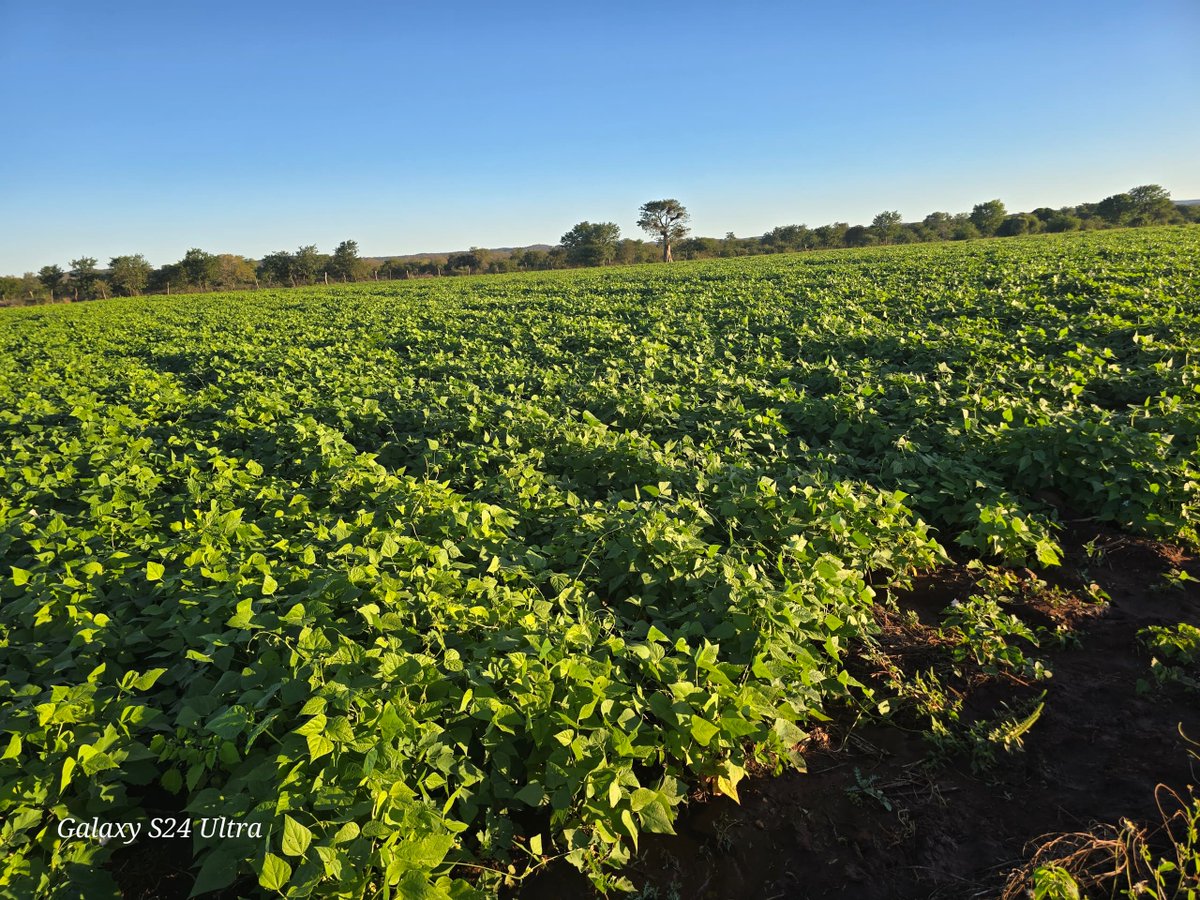 📷 Grow More Than Crops — Grow Profits with Us!
Turn your harvest into steady income with our trusted contract farming solutions.
📷 Guaranteed Market
📷 Fair Pricing
📷 Expert Support
Partner with Us — where your farm meets opportunity.
#FarmingWithEltusk #ContractFarming