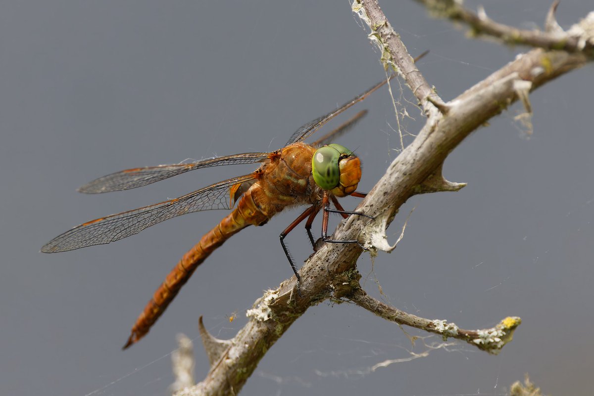 Mark Tyrrell (@marktyrrell66) on Twitter photo Three Norfolk Hawkers <a href="/WicksteedP/">Wicksteed Park</a> showing well (these are the same individual). <a href="/BDSdragonflies/">British Dragonfly Society</a> Three Norfolk Hawkers <a href="/WicksteedP/">Wicksteed Park</a> showing well (these are the same individual). <a href="/BDSdragonflies/">British Dragonfly Society</a>