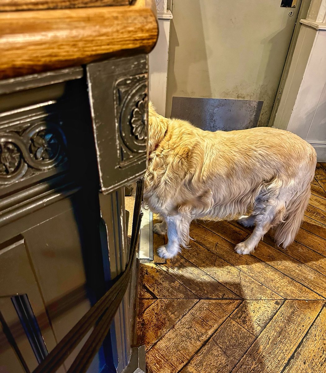 IanGee19's tweet photo. I’d heard rumours of the ghost of a headless dog that haunts the pub in #Redmarshall but always regarded it as tale told by those indulging in liquid spirits. I nearly fell off my barstool when I saw this but realised it was Rico looking for more food @ThePhotoHour #Dogs https://t.co/82Au7zd5WL