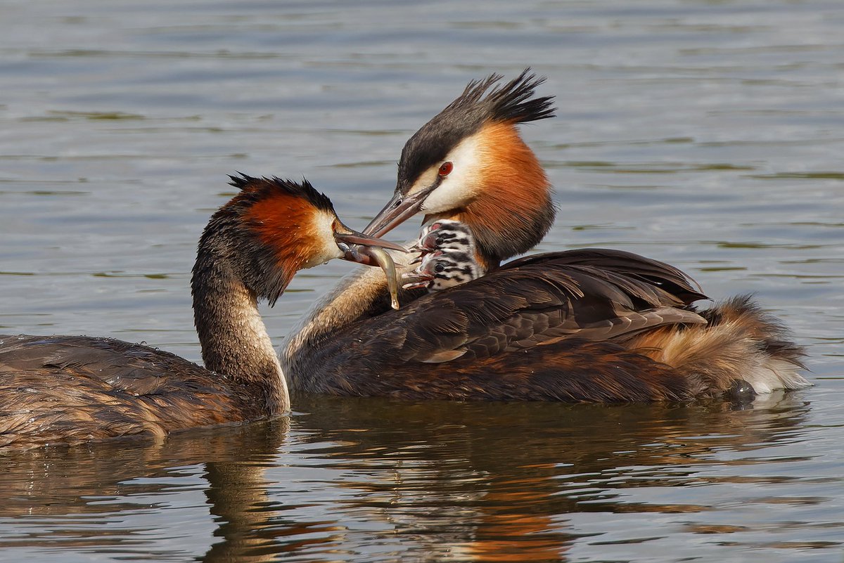 Mark Tyrrell (@marktyrrell66) on Twitter photo Father Great-crested Grebe feeds his three recently hatched humbugs.<a href="/StanwickLakes/">Stanwick Lakes</a> #bbcspringwatch <a href="/BBCSpringwatch/">BBC Springwatch</a> Father Great-crested Grebe feeds his three recently hatched humbugs.<a href="/StanwickLakes/">Stanwick Lakes</a> #bbcspringwatch <a href="/BBCSpringwatch/">BBC Springwatch</a>
