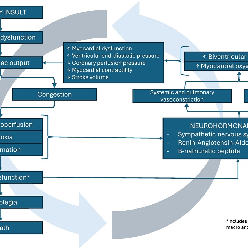 🔴The current use of vasoactive agents in cardiogenic shock related to myocardial infarction and acute decompensated heart failure ⤵️  #2025Review #OpenAccess  

🔹sciencedirect.com/science/articl…
 #Cardiology #FOAMed #MedEd #medstudent #paramedic #Cardiology #CardioEd