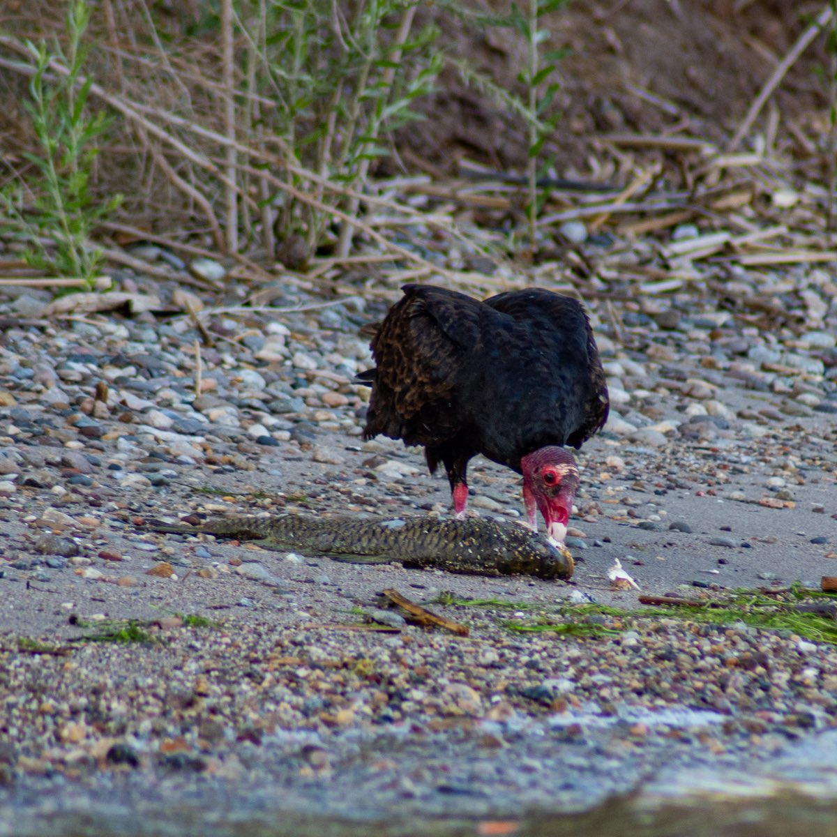 HermyTools's tweet photo. Turkey Vulture dining along the shore of Lake Havasu.
#vulture #turkeyvulture #wildbirds #havasu #dslr #d810 https://t.co/HgkrtyUyKx