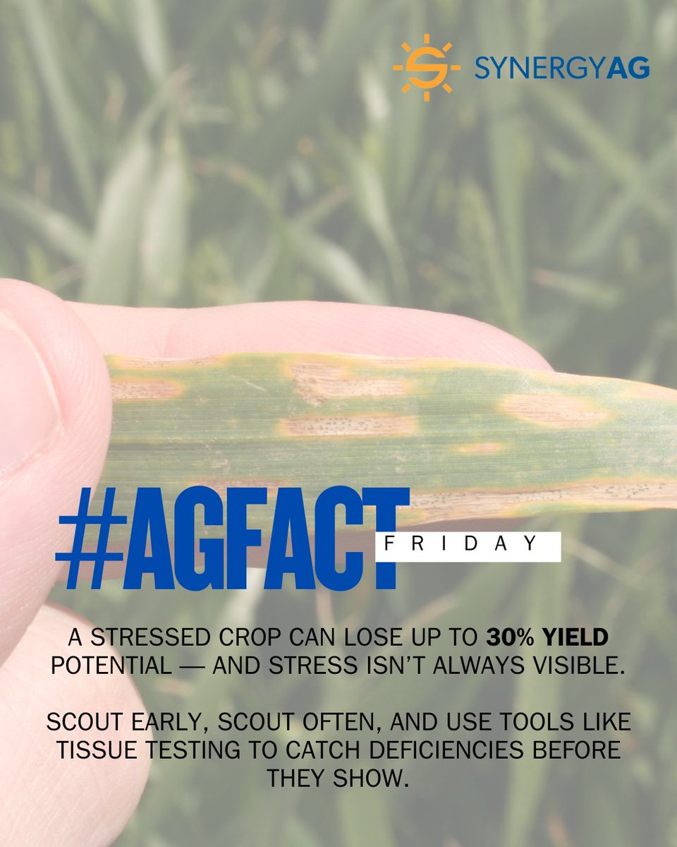 #AgFactFriday
A stressed crop can lose up to 30% yield potential — and stress isn’t always visible.

Scout early, scout often, and use tools like tissue testing to catch deficiencies before they show.

#InSeason #CropScouting #AgFact #HealthyCrops #SynergyAG