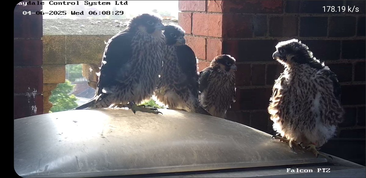 It's your last chance to vote on names for the fab four falcons! 

Will they be themed on Leamington? Tolkien? The sky and stars? Have your say today! 🦅

Visit ow.ly/h1S550W4Hsa