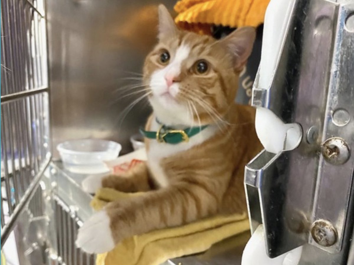 Nathalie Ⓥ 𓃟 #Pigoneer tweet media