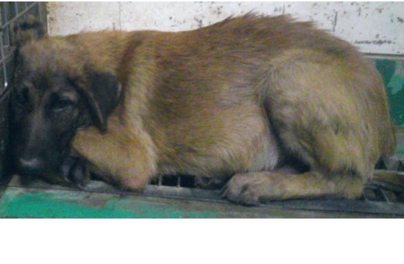 🆘緊急🆘#収容犬 #拡散希望
公表期限6/17(火)
6/6(金)#茨城県 #東茨城郡 #茨城町 #鳥羽田
#茶黒♂#垂れ耳 #雑種犬
🆘大至急‼🆘
📲茨城県動物指導センター🙇🏻‍♂️
#迷い犬 #迷子犬 #保護犬 #ミックス犬 #犬 #イヌ #いぬ #黒茶 #茶色 #茶 #犬好き #水戸市 #笠間市 #石岡市 #小美玉市 #行方市 #鉾田市 #大洗町