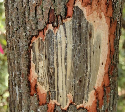 NC State Extension Forestry (@ncsuextforestry) on Twitter photo 🚨 Laurel wilt has been confirmed in 2 new counties in NC: Beaufort & Greene.
Laurel wilt is a fungal disease of laurel family plants (including redbay & sassafras). Carried tree to tree by the redbay ambrosia beetle.
See it, report it to <a href="/ncforestservice/">N.C. Forest Service</a>!
ncagr.gov/divisions/nc-f… 🚨 Laurel wilt has been confirmed in 2 new counties in NC: Beaufort & Greene.
Laurel wilt is a fungal disease of laurel family plants (including redbay & sassafras). Carried tree to tree by the redbay ambrosia beetle.
See it, report it to <a href="/ncforestservice/">N.C. Forest Service</a>!
ncagr.gov/divisions/nc-f…