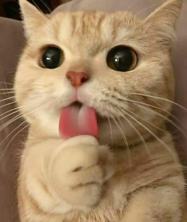 belle💋 (@bellethebabex) on Twitter photo 