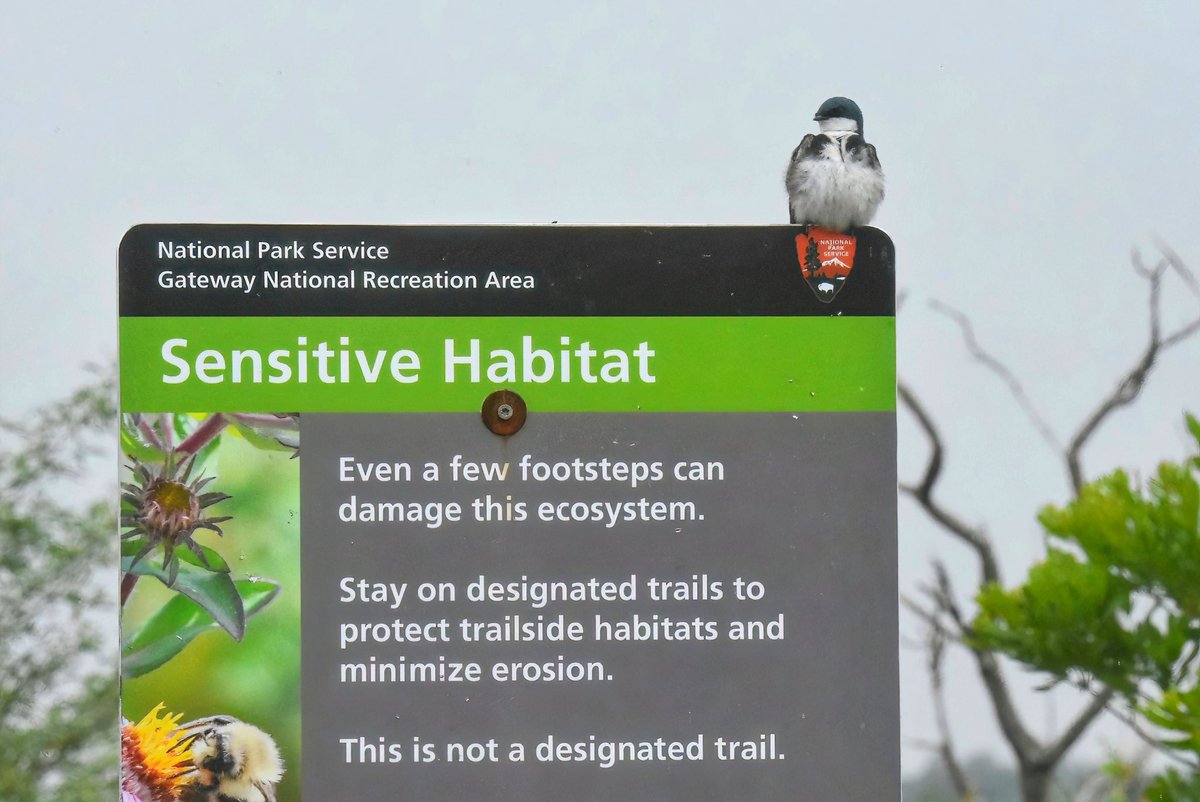 gigi_nyc's tweet image. Putting emphasis on the message! A tree swallow at Jamaica Bay Wildlife Refuge #JBWR #treeswallow