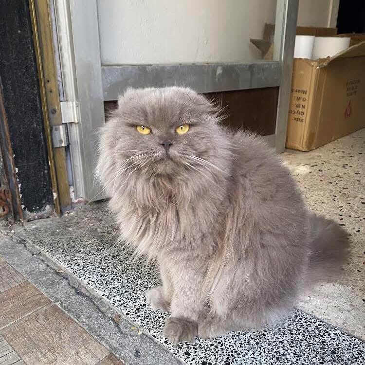 TERK EDİLMİŞ BİR CAN DAHA 🥹 

Yer ; İstanbul / Bahçelievler/Kocasinan 
İletişim İnstagram DM; @ iremmbulatt

Takipçimizin İletisidir; Besleme bölgemize atılan cins kedi..Uzun süredir korumamız altında, kısırlaştırıldı.Yaklaşık 2 yaşında dişi.Ömürlük sahiplenmek isteyenler