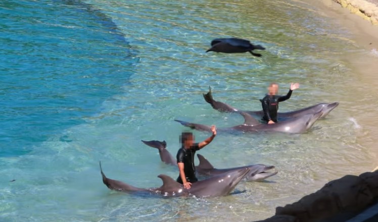 El accidente de un delfín debe abrirnos los ojos, no solo causar indignación pasajera. #ElInicioDelfinDelCautiverio #LeyMincho