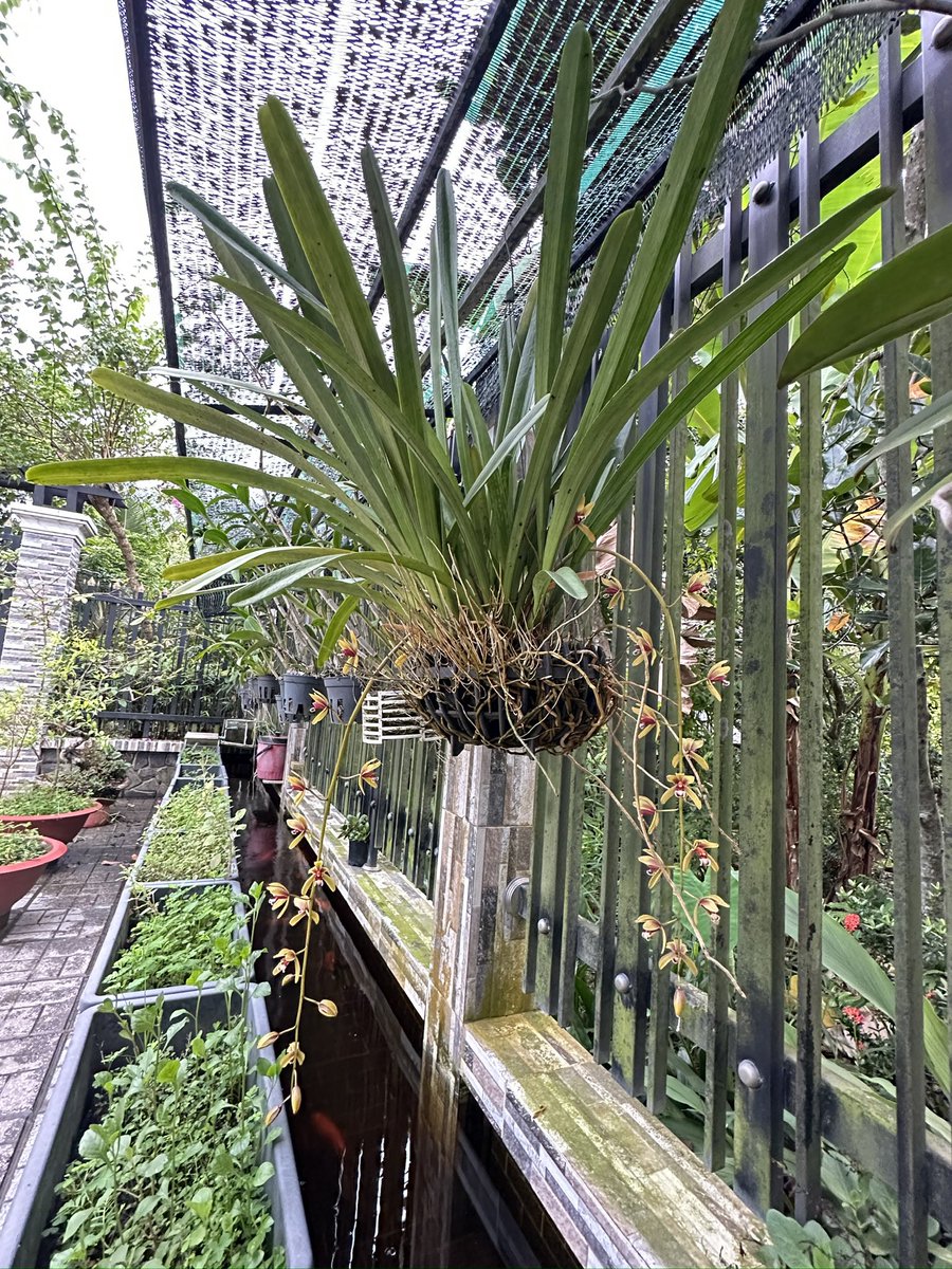 resetdailynow's tweet photo. The orchid I have been taking care of since last year. #relax https://t.co/5E5lNRz73u