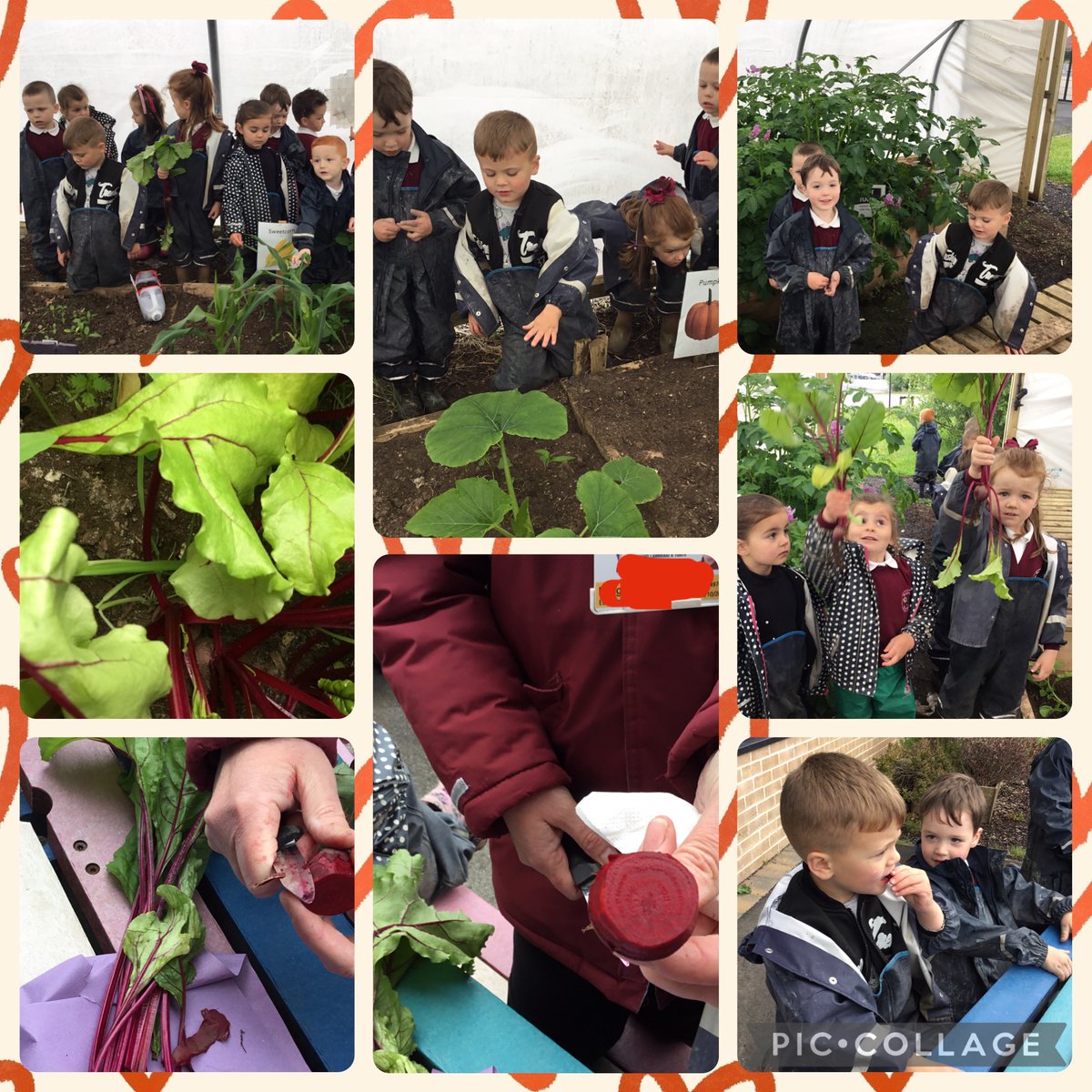 Hilltop Nursery & LCSC (@airdriehilltop) on Twitter photo The children were amazed to see how well their plants were growing in the poly tunnel, the children noticed the beetroot sticking up through the soil, we took a little bit out to investigate a few children were keen to taste the beetroot <a href="/EarlyYearsNLC/">Early Years NLC</a> <a href="/deirdre_grogan/">deirdre grogan</a> The children were amazed to see how well their plants were growing in the poly tunnel, the children noticed the beetroot sticking up through the soil, we took a little bit out to investigate a few children were keen to taste the beetroot <a href="/EarlyYearsNLC/">Early Years NLC</a> <a href="/deirdre_grogan/">deirdre grogan</a>