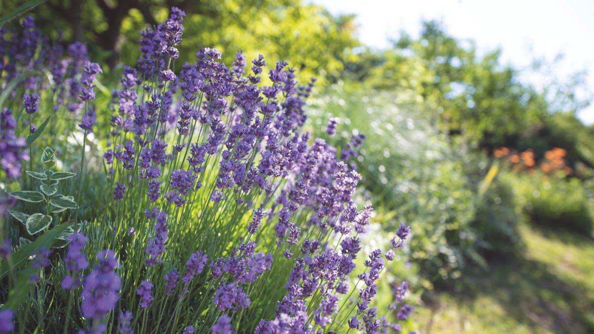 Thompson & Morgan tweet media