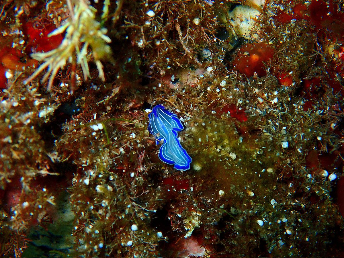 En esta ocasión hemos podido observar una especie de planaria marina, a unos -12 m de profundidad en la costa NE de Menorca,. Son depredadores bentónicos, son carnívoras y se alimentan de animales de pequeño tamaño. Son de cuerpo aplanado y tienen una gran capacidad regenerativa.
