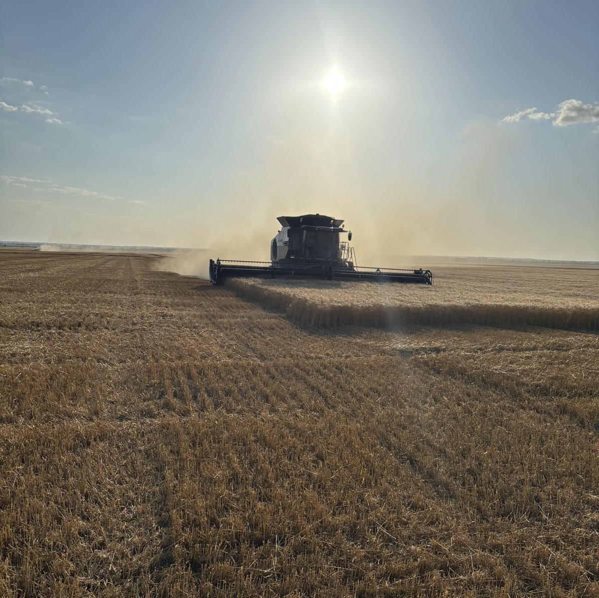 OSU_smallgrains's tweet image. 🌾 Oklahoma wheat harvest continues with slow progress across southwest and central parts of the state. High humidity and muddy conditions remain a challenge. Farmers are hoping to get back in this afternoon.
See the latest #WheatHarvest25 report 👇
🔗 osuwheat.com