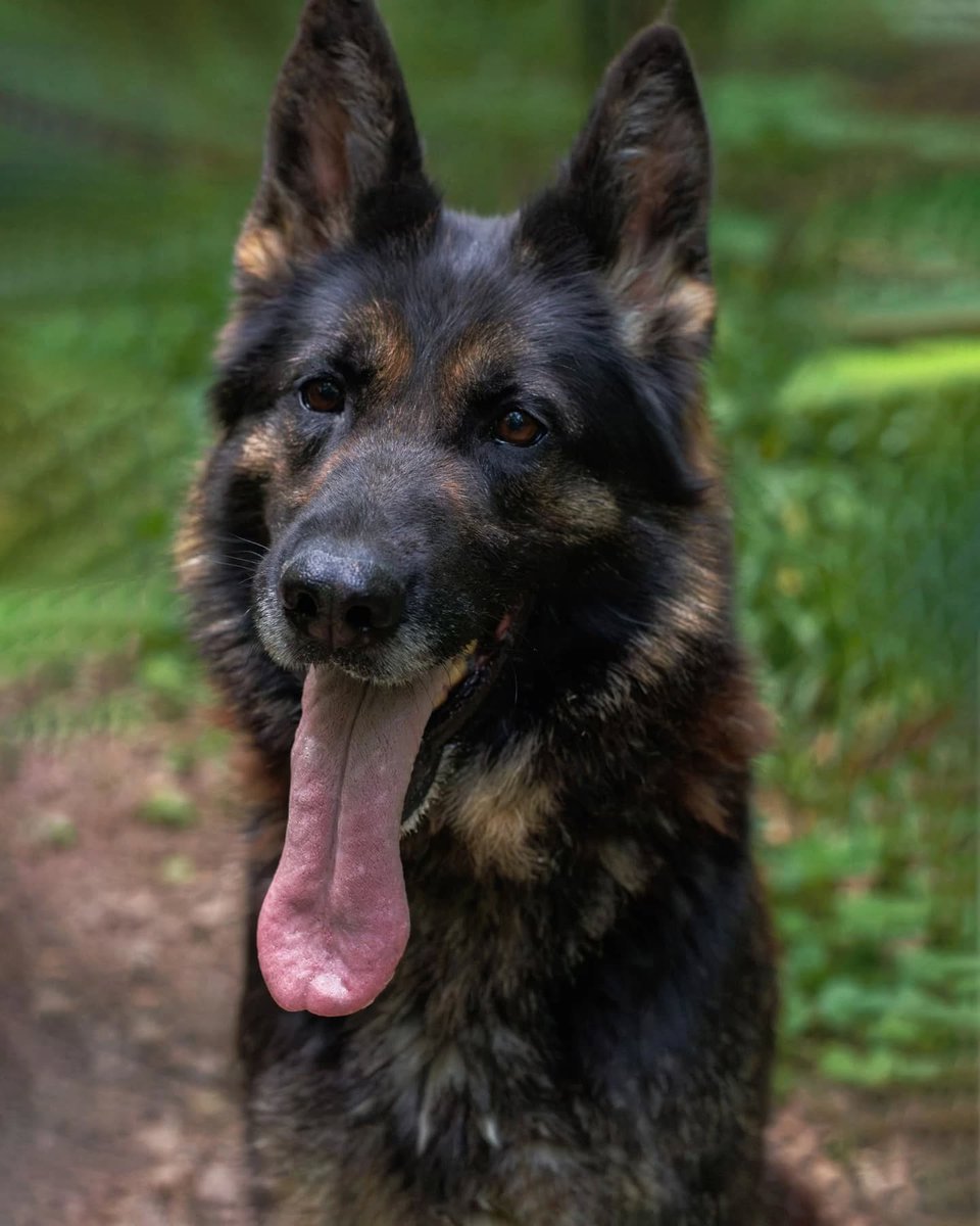 МО Ленинский район
В апреле этого года в отлов приюта (Приют "домашний" для бездомных животных "Выбери меня") попала овчарка. 
Удалось узнать, что она жила на промзоне, там её кормили, но оттуда она ходила на самовыгул.💔
Забирать её назад никто не планирует...
⤵️