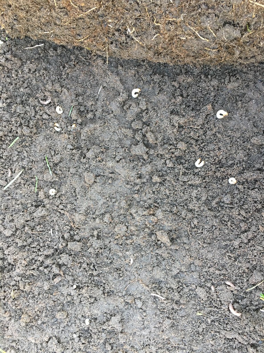 BioLawns's tweet image. Grub alert!
Now’s the best time to treat before they hatch and feed later this summer.
Prevent damage before it starts—ask us about grub control today!
#GrubControl #LawnCareTips #HealthyTurf #MinnesotaLawns #bioLawn #PestPrevention