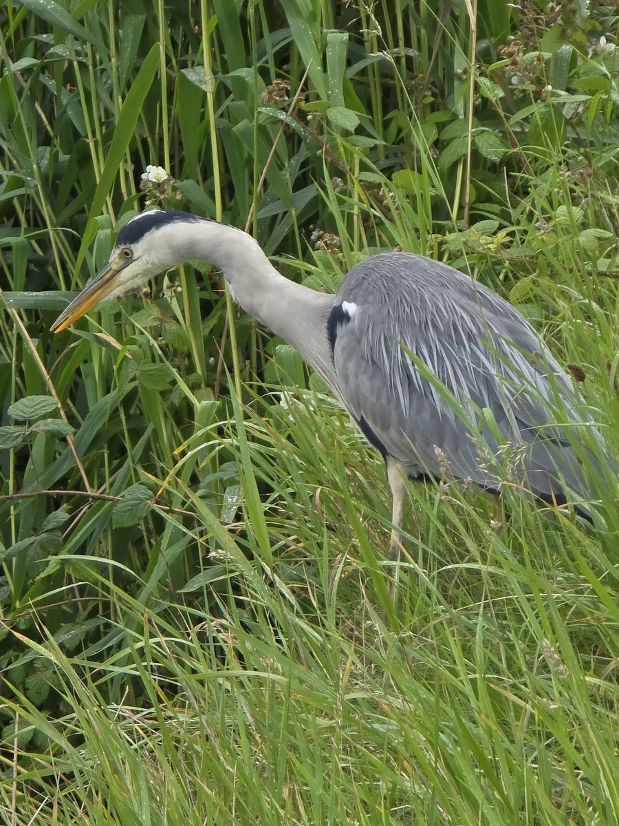 #heron