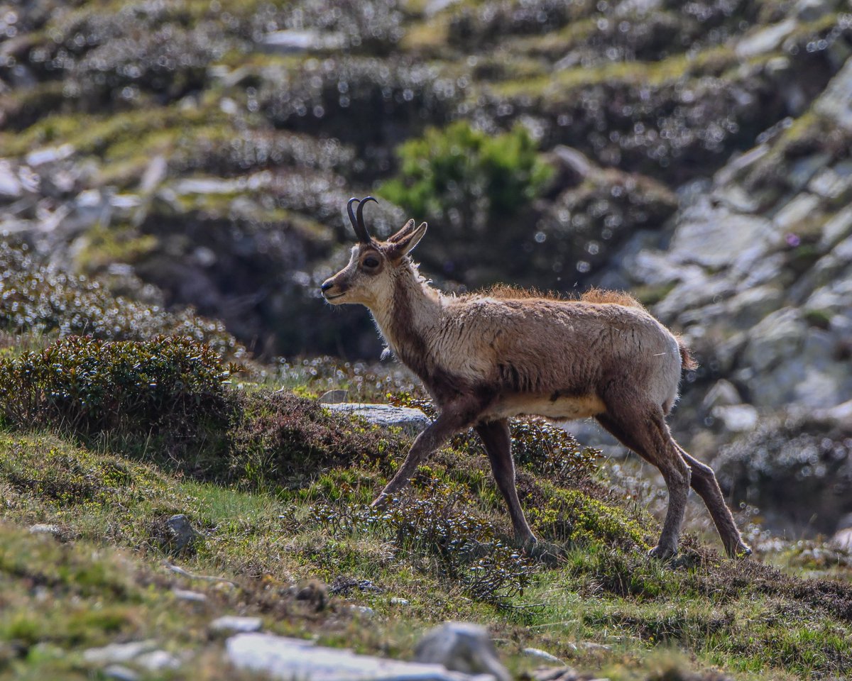 Els isards encara amb el pelatge hivernal ja pasturen en ramats. Aviat espero veure'ls amb la muda canviada i el pel vermellós i lluent. La seva adaptació a l'entorn els fa els veritables reis dels pirineus.