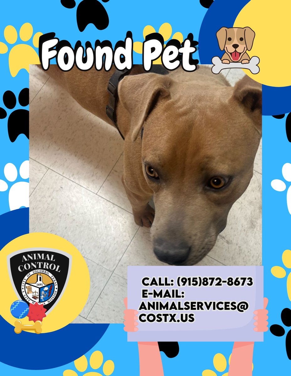 The City of Socorro’s Animal Control Services Department was recently contacted regarding a brown Pitbull mix found without a microchip in the Valley Ridge area. If you have any information, please contact our department at (915) 872-8673.