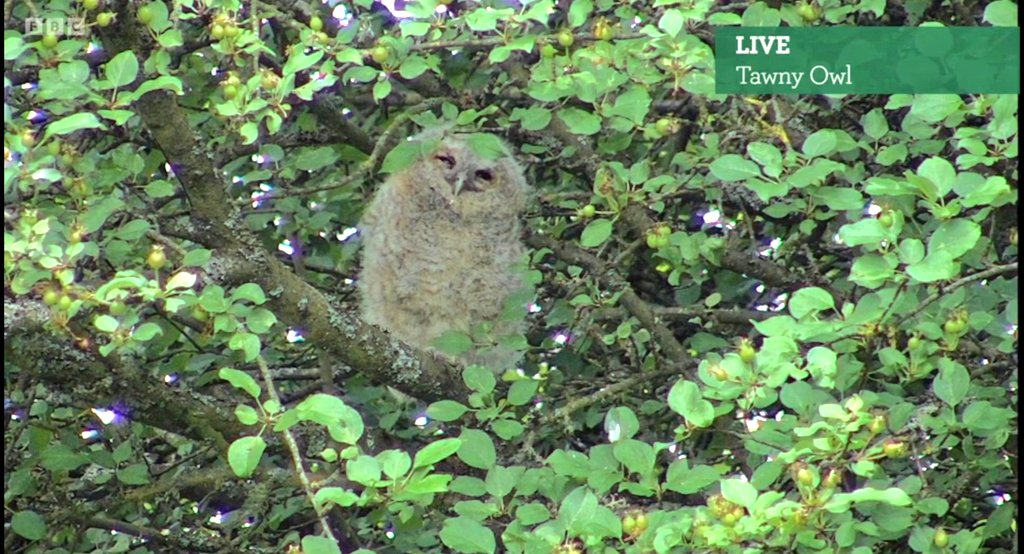 <a href="/BBCSpringwatch/">BBC Springwatch</a> This tawny owlet is perfectly framed! 
Loving your live cams!
What will happen next in this little guy's branching chapter!? 
#springwatch #bbc