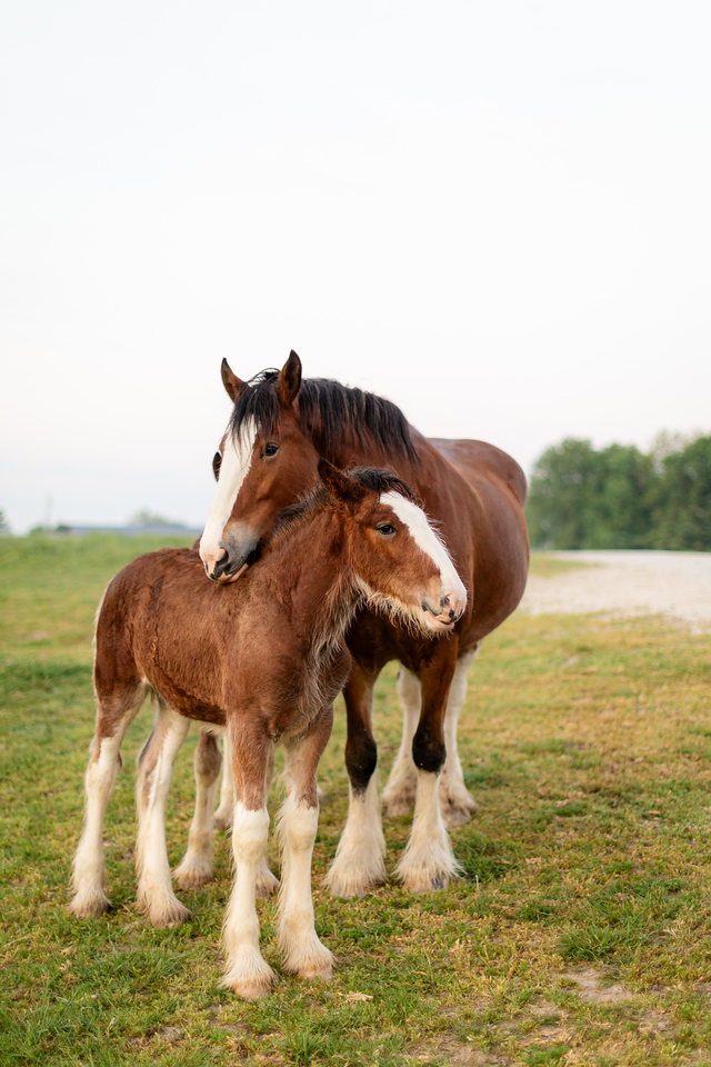 Foal disclosure: this might be the cutest hug in Ranch history 🤗