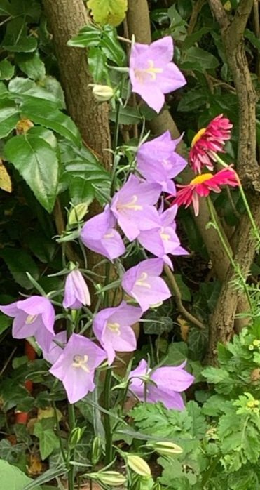 Катерина Галич tweet media