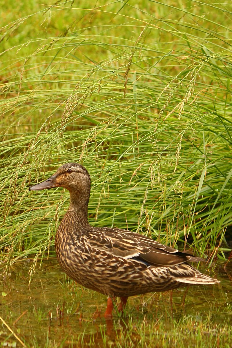 We are Nippersinkers. We're in luck. If it rains all week, just pretend you're a duck!

(Bonus points if you remember what commercial that's from) 😉