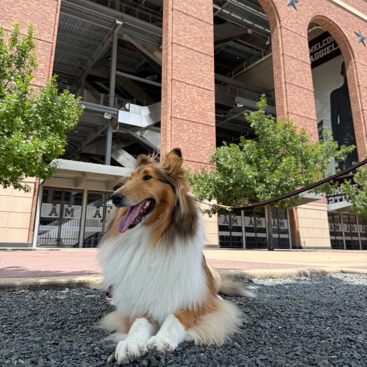 reveille's tweet image. Rumor has it that there are only 82 days until Aggie football... but who's counting... 🏈👍