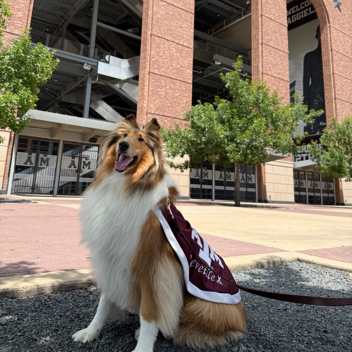 reveille's tweet image. Rumor has it that there are only 82 days until Aggie football... but who's counting... 🏈👍