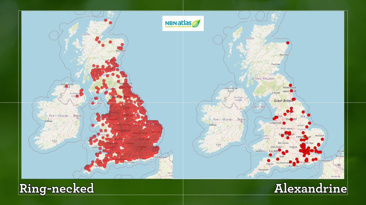 NBNTrust's tweet photo. @BBCSpringwatch just featured Ring-necked and Alexandrine Parakeets which included distribution maps from https://t.co/nZO1JRHEcy. Data is vital to help us understand changes to wildlife in the UK. Join us and help make data work for nature https://t.co/mc8MdLRfUT #Springwatch https://t.co/2n2WqdLReI