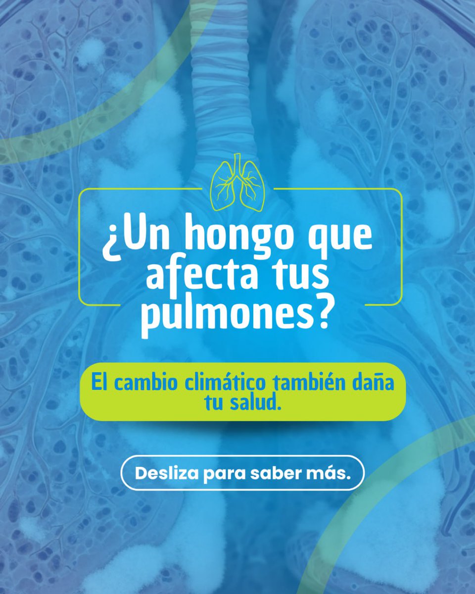 Dr_SimonM's tweet photo. El Aspergillus es un hongo presente en el ambiente que puede convertirse en una seria amenaza para los pulmones, especialmente en personas con defensas bajas o enfermedades respiratorias crónicas 🦠🫁.
#AspergilosisPulmonar #HongoPulmonar #CambioClimático #SaludRespiratoria https://t.co/4A2SMOAAHD