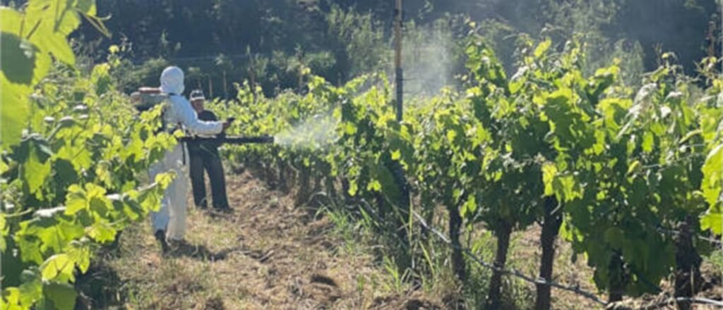 En Cataluña (España), el <a href="/incavicat/">INCAVI</a>  siembra hongos en un viñedo experimental para luego ensayar productos ecológicos contra el mildiu - enolife.com.ar/es/en-cataluna…