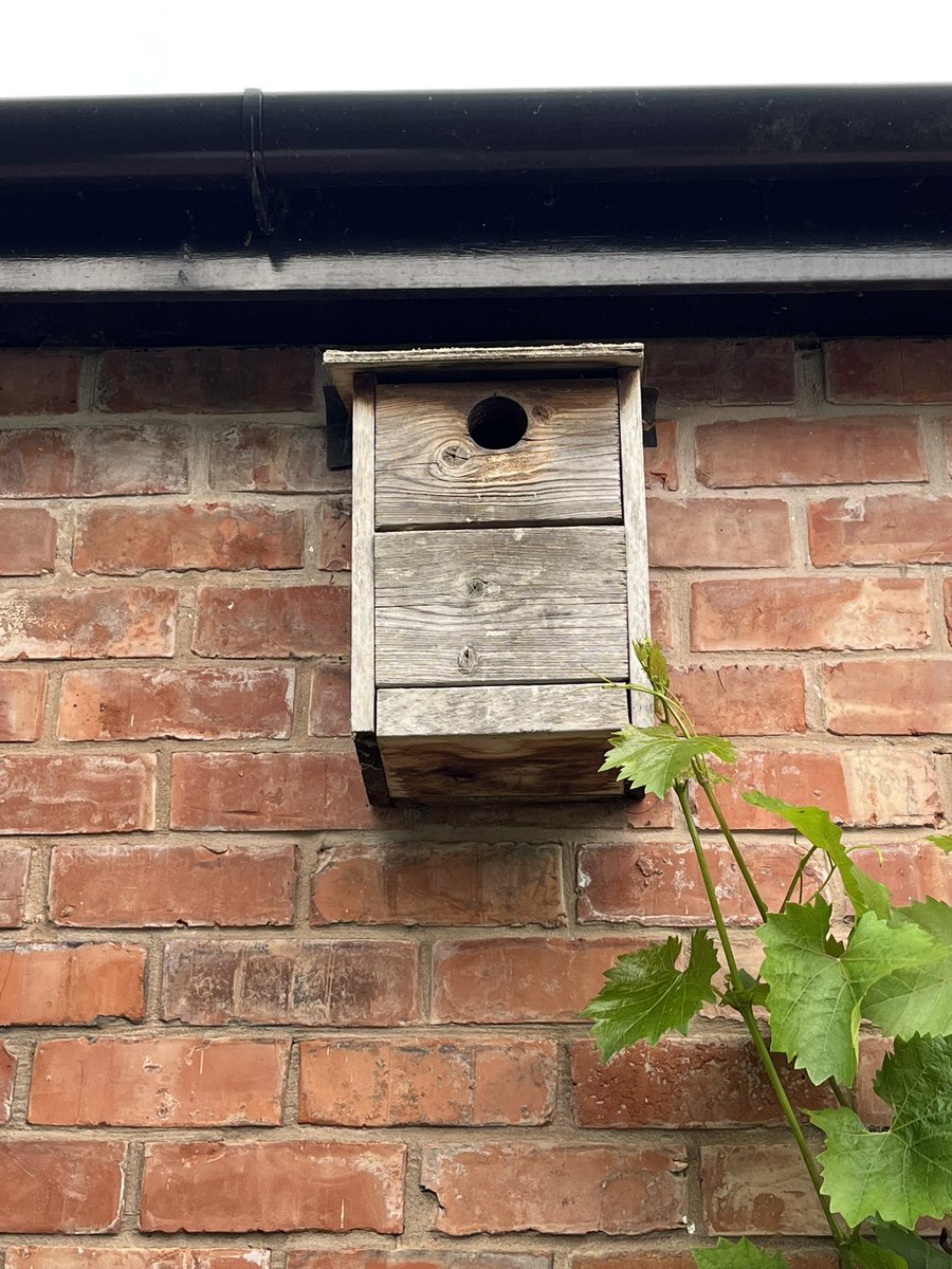 2nd brood of starlings now hatched &amp; very vocal!