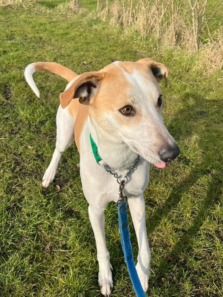 Meet Charlie whose in #Lancashire
He is a 5-year-old lurcher mix who thrives on human companionship. He adores chin scratches and enjoys leaning against you like a friendly lamppost
oehfoundationdogrescue.com
#Preston #Blackpool #Lytham #Morecambe #Lancaster #dogsontwitter #TeamZay