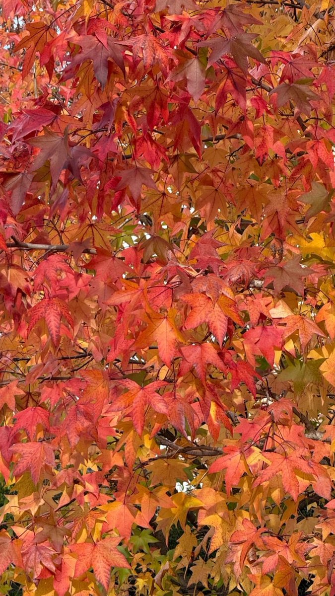 Magia en la vecindad. 🍁
#seekmagiceveryday