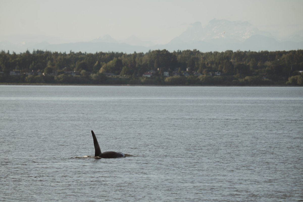 ThePWWA's tweet image. The T123 family of Bigg's killer whales traveled into Bellingham Bay over the weekend, resulting in these unique shots by Lincoln Humphrey of @sanjuancruises.