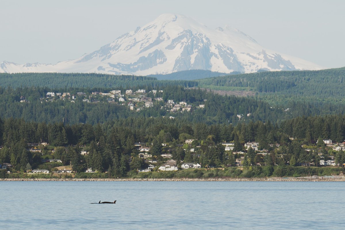 ThePWWA's tweet image. The T123 family of Bigg's killer whales traveled into Bellingham Bay over the weekend, resulting in these unique shots by Lincoln Humphrey of @sanjuancruises.