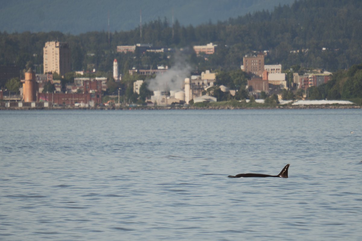 ThePWWA's tweet image. The T123 family of Bigg's killer whales traveled into Bellingham Bay over the weekend, resulting in these unique shots by Lincoln Humphrey of @sanjuancruises.