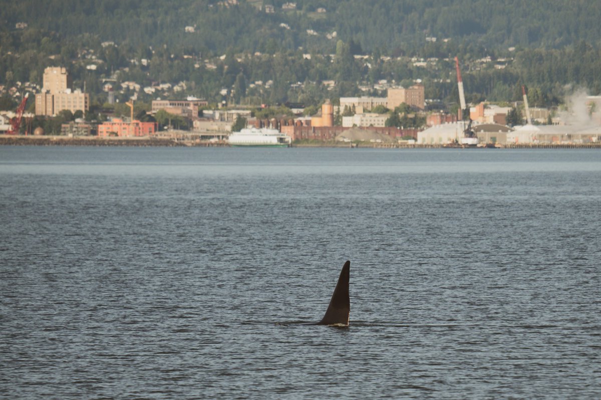 ThePWWA's tweet image. The T123 family of Bigg's killer whales traveled into Bellingham Bay over the weekend, resulting in these unique shots by Lincoln Humphrey of @sanjuancruises.