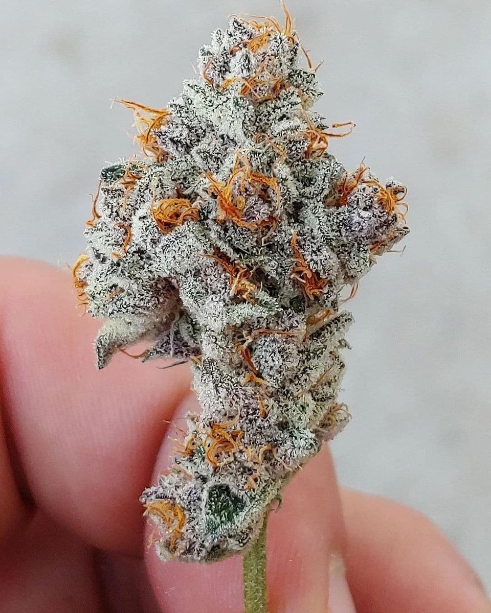 Just re stocked cherry paloma on the website! (Trop Cherry x Georgia Pie)