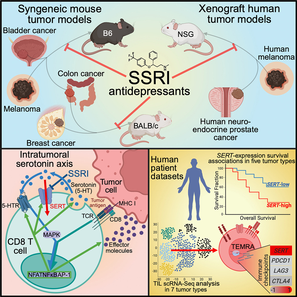 Immunology Podcast (@immunopodcast) on Twitter photo How do SSRIs affect #ImmuneCheckpoint blockade?
A team at <a href="/MicrobioUcla/">UCLA Microbio, Immunology, & Molecular Genetics</a> showed that inhibiting serotonin transporter enhanced T cell antitumor immunity in mouse syngeneic & human xenograft models.
🖇️ bit.ly/43PS5Ls
🗨️ bit.ly/43x7L7B How do SSRIs affect #ImmuneCheckpoint blockade?
A team at <a href="/MicrobioUcla/">UCLA Microbio, Immunology, & Molecular Genetics</a> showed that inhibiting serotonin transporter enhanced T cell antitumor immunity in mouse syngeneic & human xenograft models.
🖇️ bit.ly/43PS5Ls
🗨️ bit.ly/43x7L7B