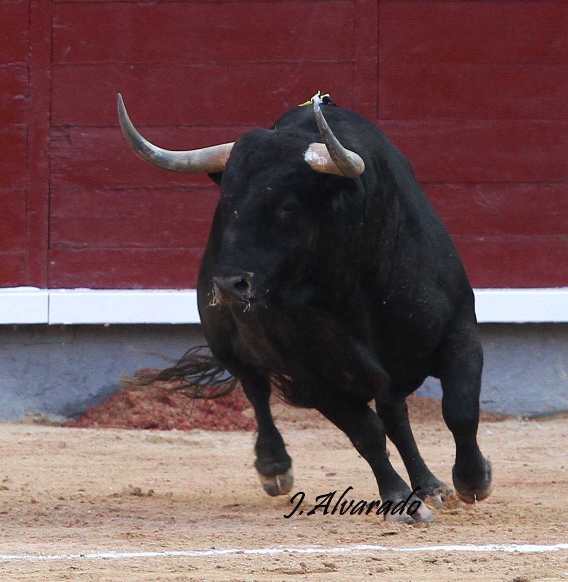 fotoroalvarado tweet media