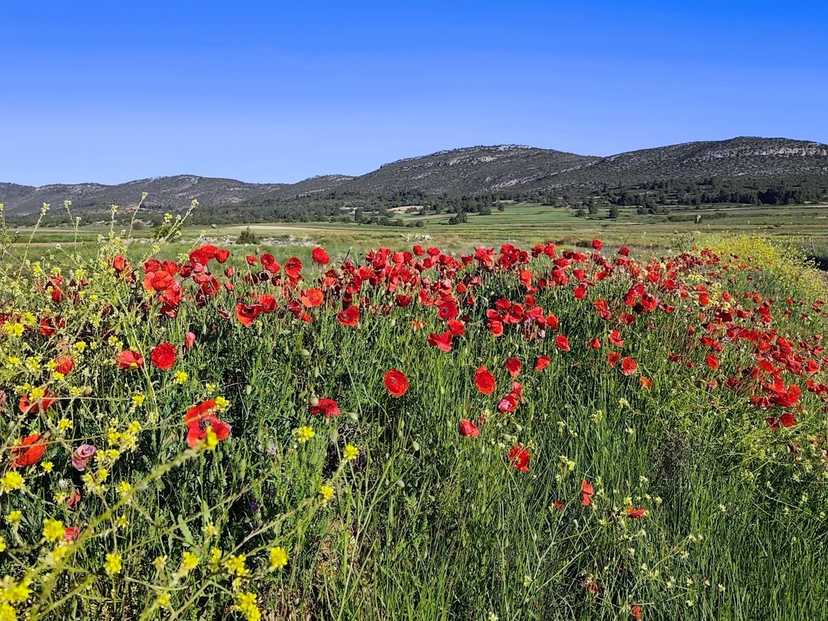 La_Carrasca's tweet image. 🌳El próximo domingo 15 de junio, ¡última ruta de la temporada!
Nos vamos a la sierra de Zacatín desde El Sabinar (Moratalla).
📲 lacarrascaorg.wordpress.com/2025/06/09/el-…
¿Te lo vas a perder? ¡Lleva agua, sombrero o gorra y muchas ganas de pasarlo bien!
#Moratalla #SierraDelZacatín #ElSabinar