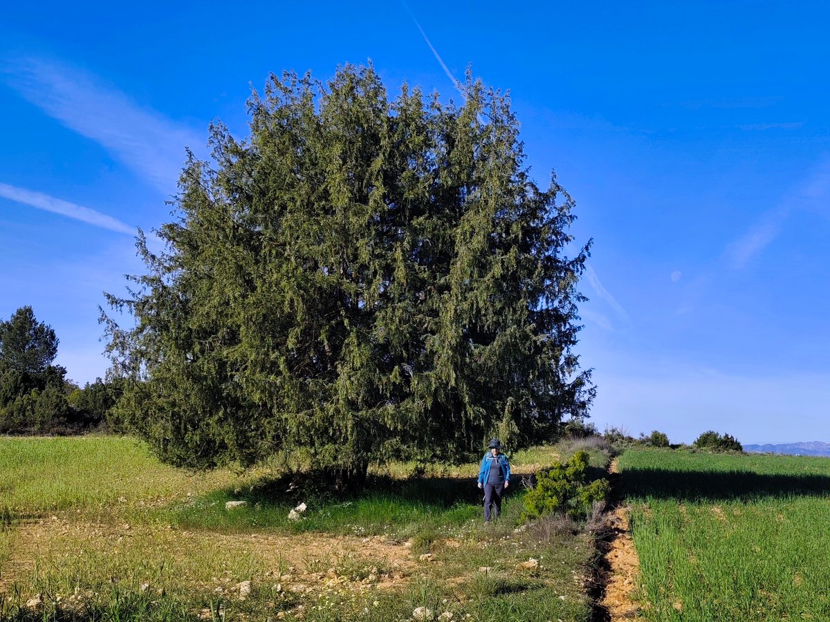 La_Carrasca's tweet image. 🌳El próximo domingo 15 de junio, ¡última ruta de la temporada!
Nos vamos a la sierra de Zacatín desde El Sabinar (Moratalla).
📲 lacarrascaorg.wordpress.com/2025/06/09/el-…
¿Te lo vas a perder? ¡Lleva agua, sombrero o gorra y muchas ganas de pasarlo bien!
#Moratalla #SierraDelZacatín #ElSabinar