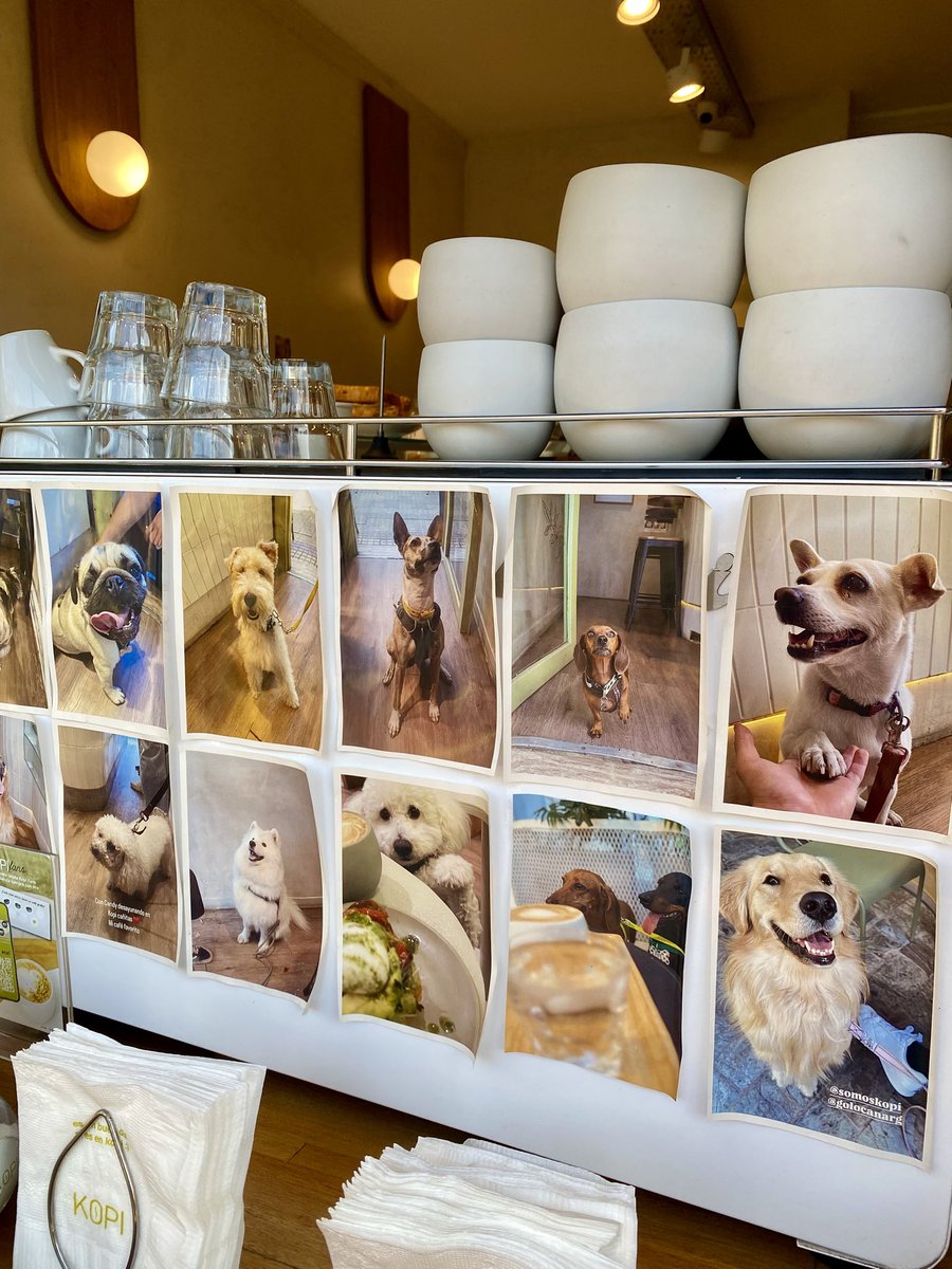 Vine a una cafetería que ponen la foto de los perritos que vienen 🥹