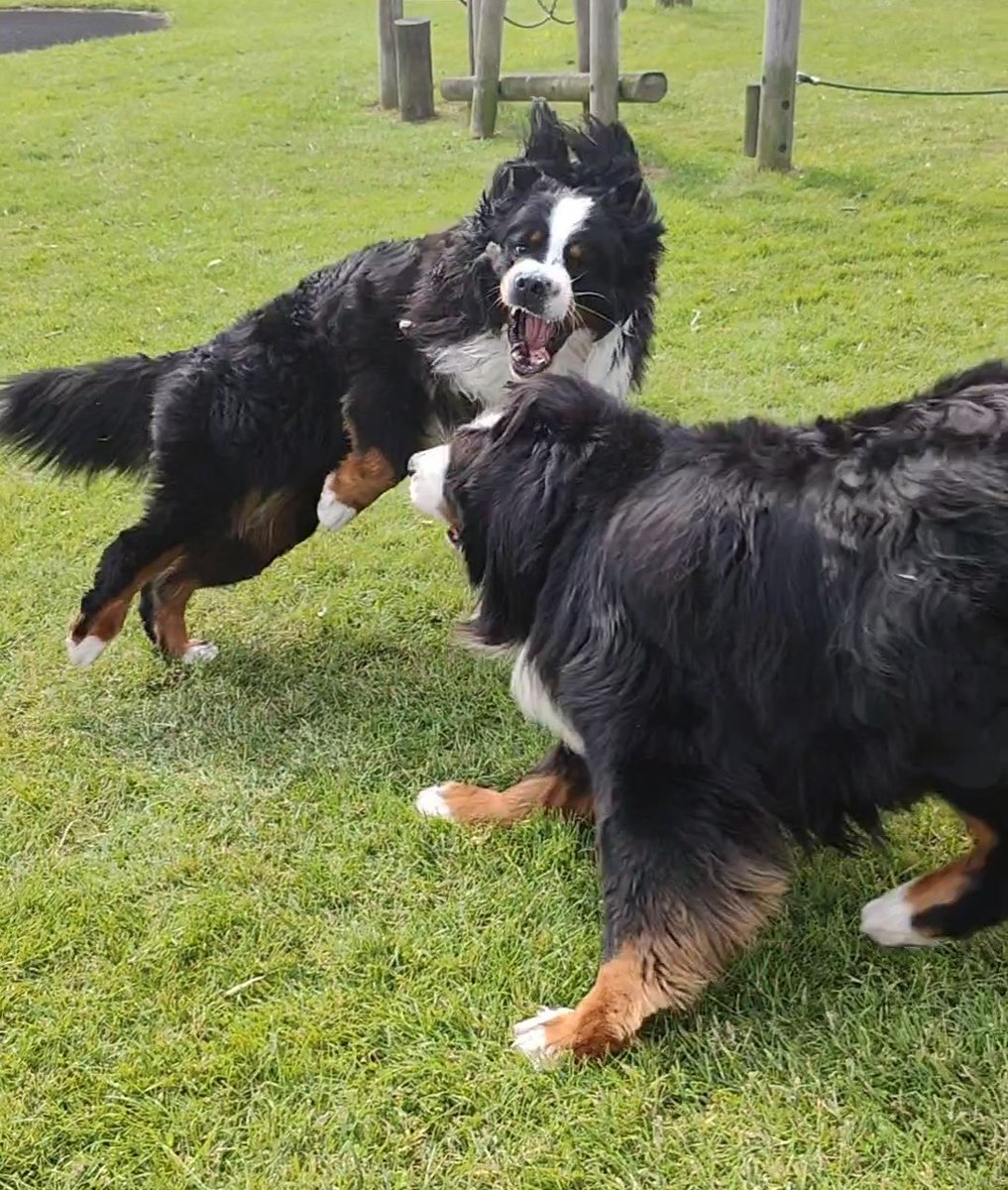 Playtime ☺️🤣🐕🐕🙈